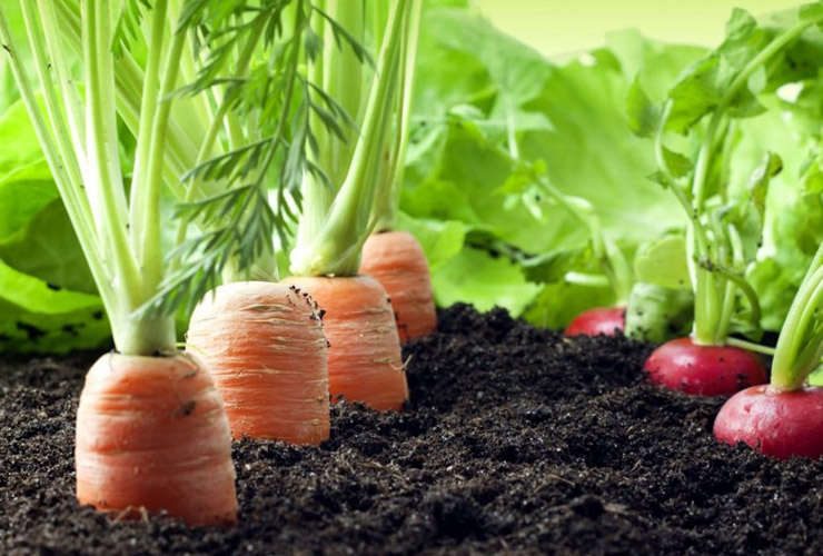 service single images