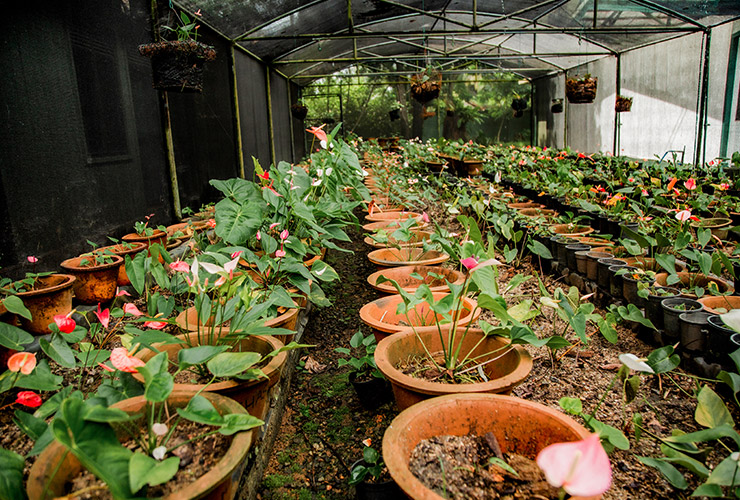 service single images