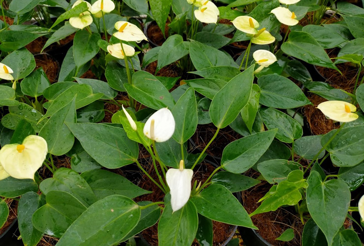 service single images