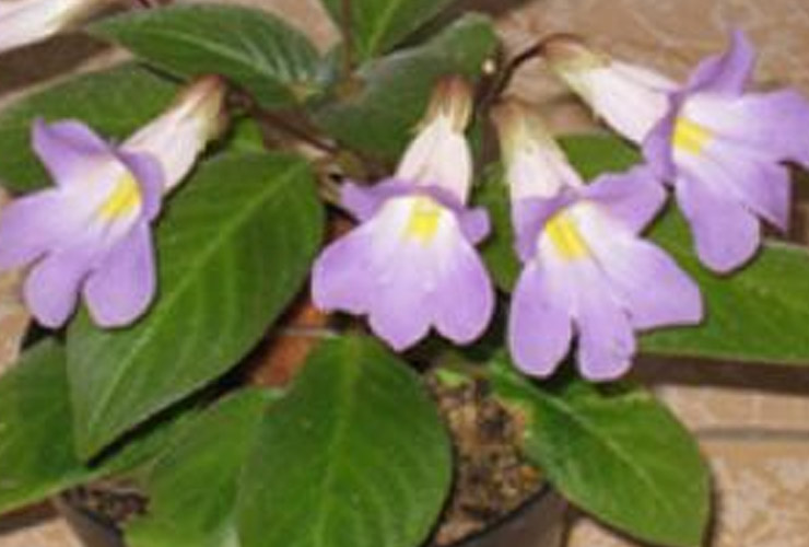 service single images