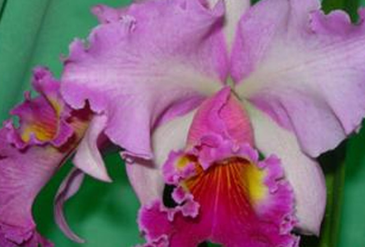 service single images