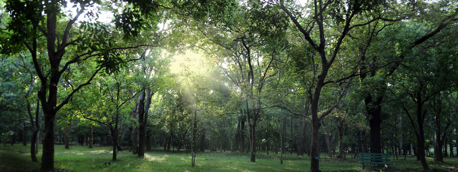 Slider-06—Medical-Plant